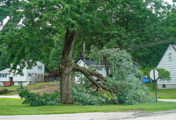 The Steps Involved in Our Tree Care Process in Fellsmere, FL